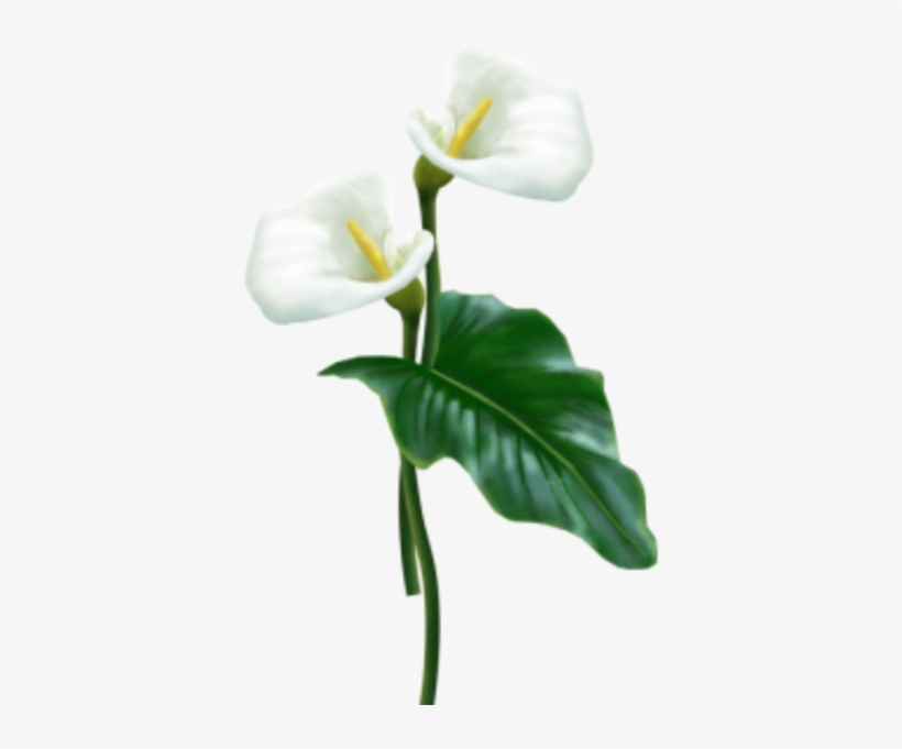 Flower Arum - Calla Lily Flower Png, transparent png #1141176