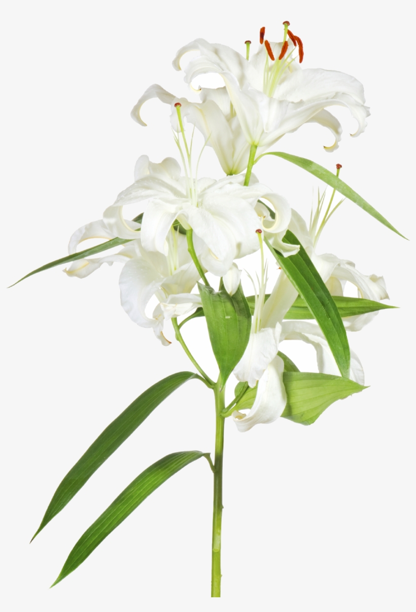 Easter Lilies Png - Easter Cross With Lilies Transparent, transparent png #1141535