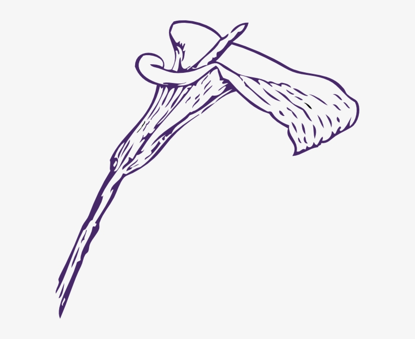 Pink Lily Flower Png Clipart - Calla Lily Clip Art, transparent png #1141655