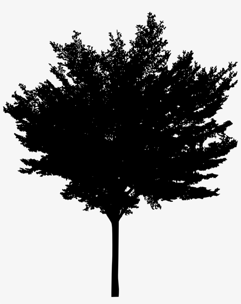 Free Download - White Pine, transparent png #1141991
