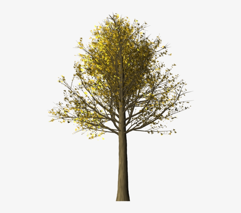 Tree,maple,maple Tree,fall Leaves,fall Colors,nature,leaves - ต้น เม เปิ้ ล Png, transparent png #1142392
