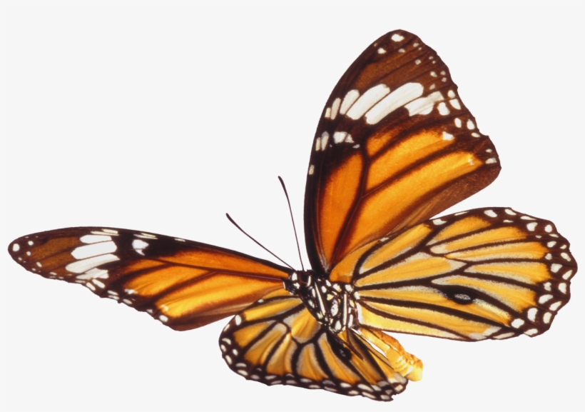Real Butterfly Png - Anggian Putra Terbaru, transparent png #1142548