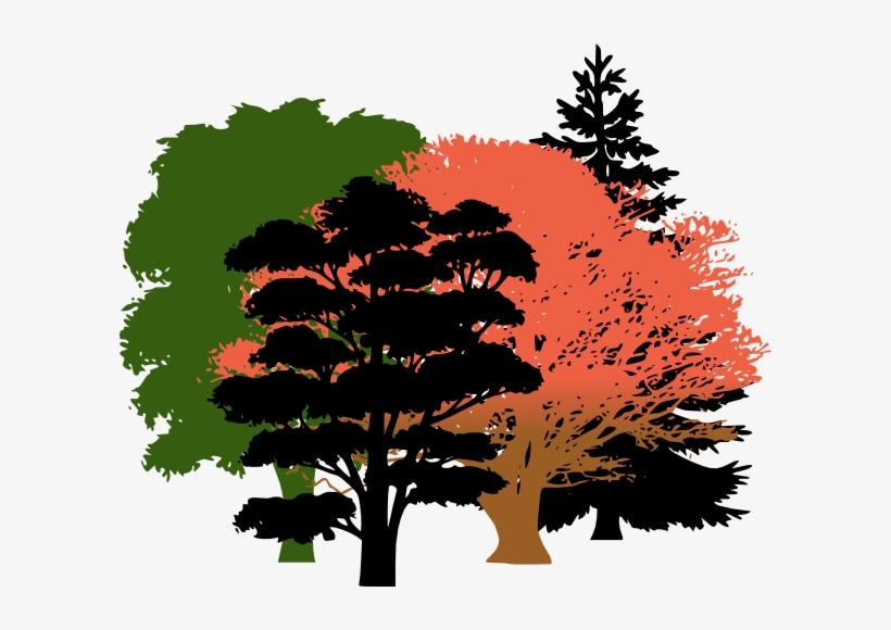 Get Free High Quality Hd Wallpapers Oak Tree Silhouette - Pine Tree Silhouette, transparent png #1142606