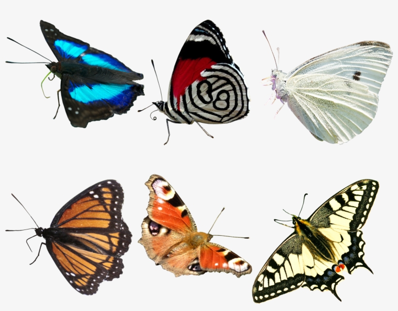 Visit - Real Butterfly Png Transparent, transparent png #1142634