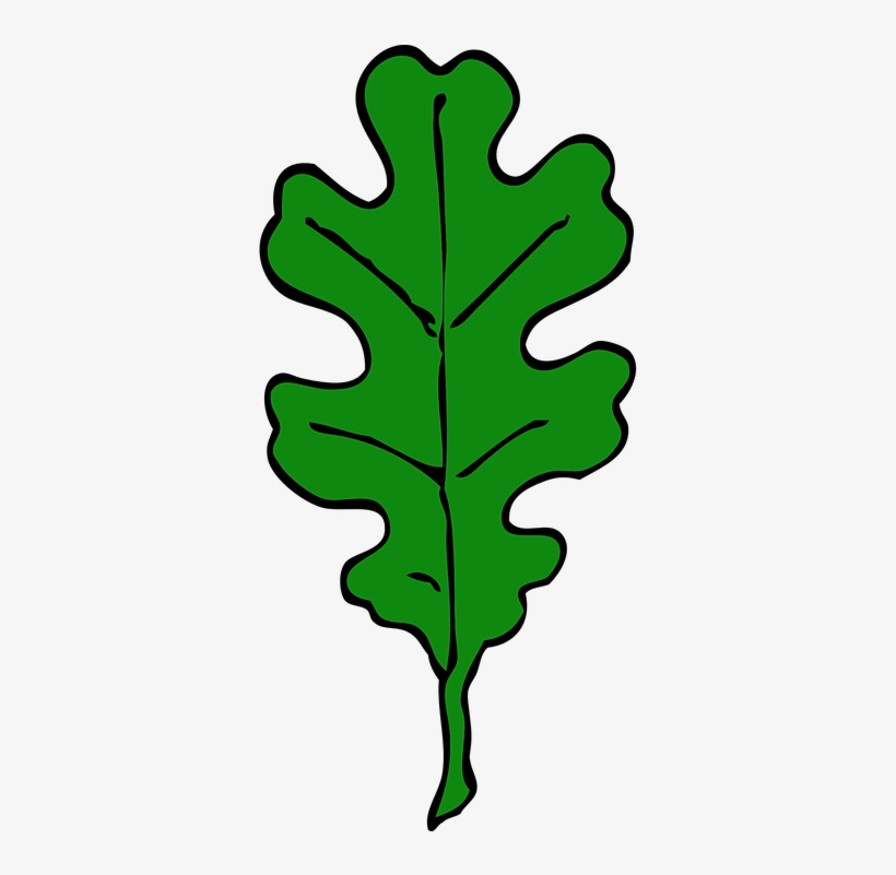 Oak Tree Clip Art Png Download - White Oak Leaf Outline, transparent png #1142870