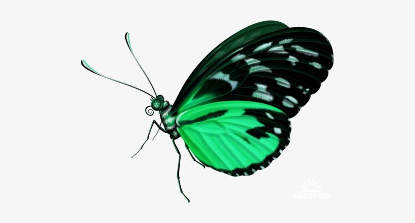 Бабочка Зеленая Пнг, transparent png #1143345