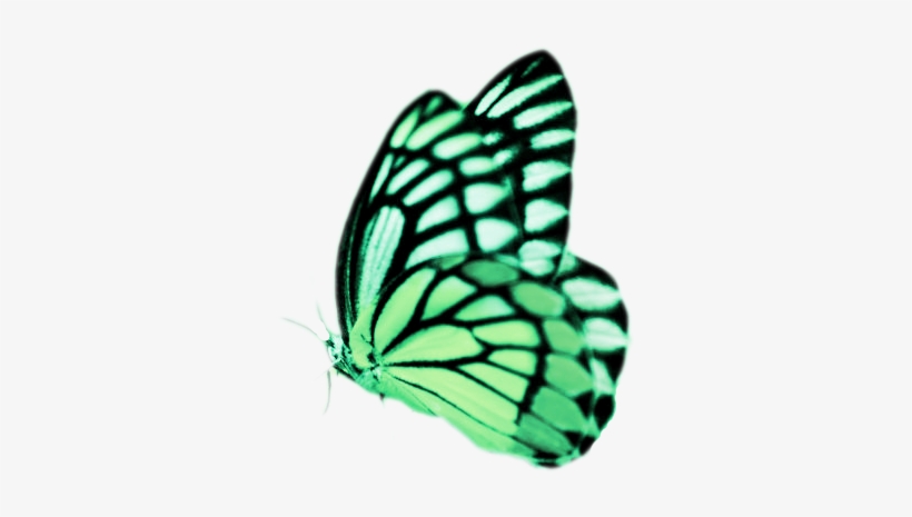 Real Butterflies Png Real Butterfly Png Real Butterfly - Jade: The Friendly Butterfly [book], transparent png #1143346