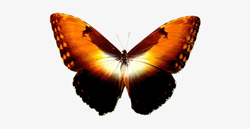 Morpho Hecuba Obidona Sunset Butterfly 2 - Sunset Colored Butterfly, transparent png #1143373
