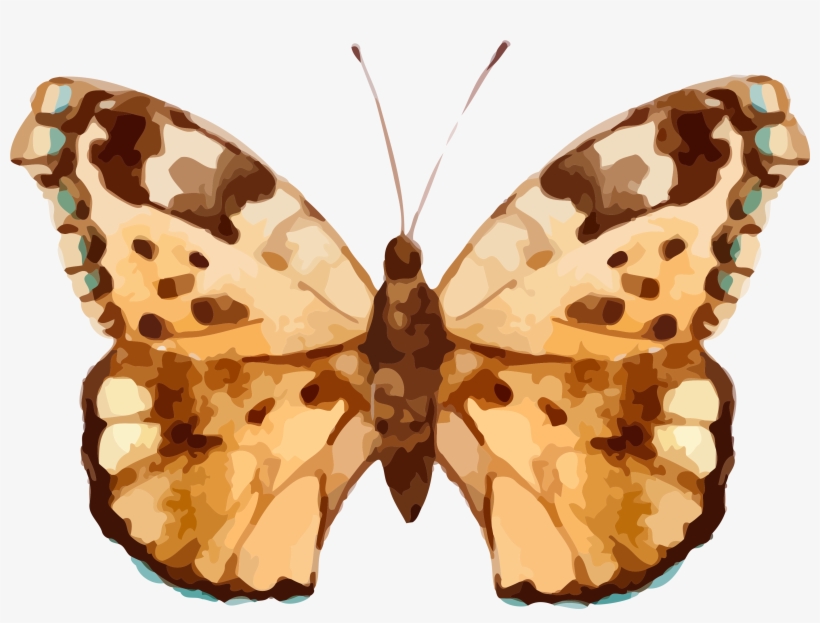 Real Butterfly Cliparts, transparent png #1143469