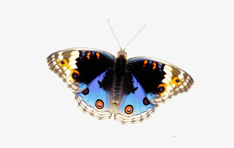 Butterflies - American Painted Lady, transparent png #1143547