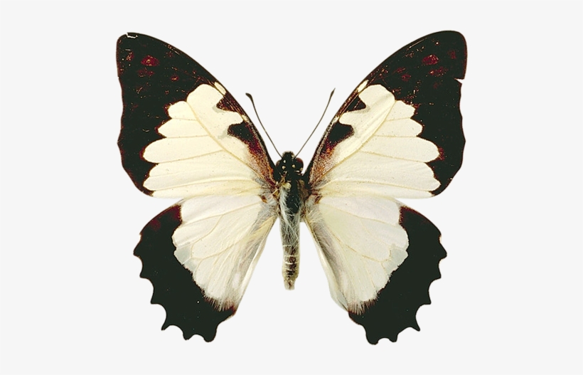 Butterflies°• - ‿✿⁀ - Frasi D Amore Sulle Farfalle, transparent png #1143698