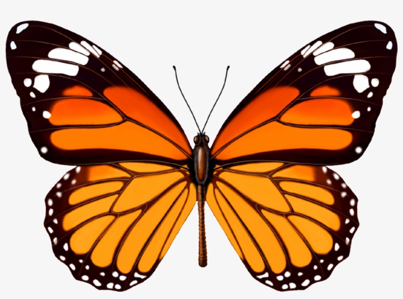 Paper Weight Monarch Butterfly, transparent png #1144082