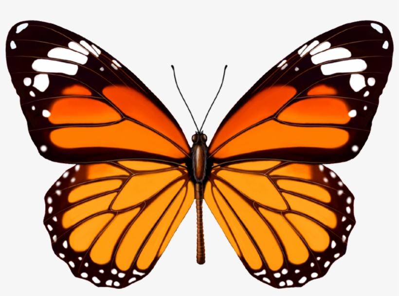 Paper Weight Monarch Butterfly, transparent png #1144082