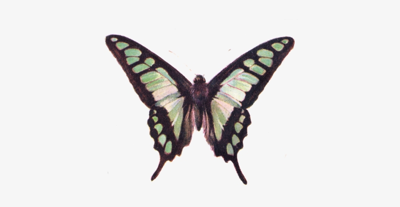 Vintage Butterfly Png, transparent png #1144154