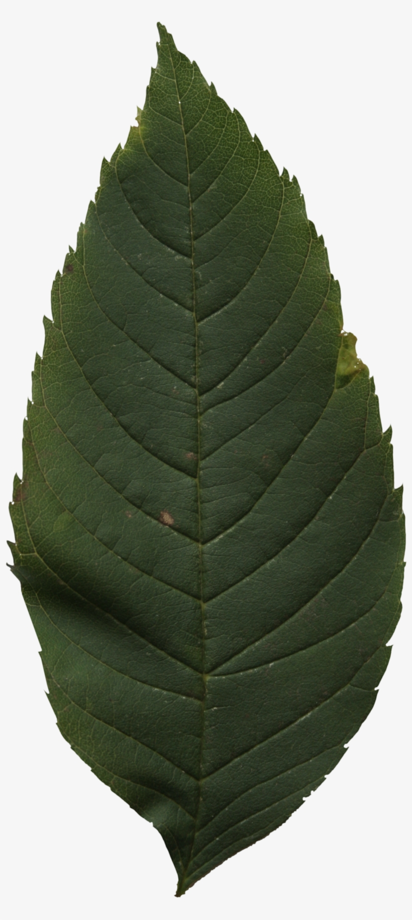 2d Leaves - Ulmus Alata, transparent png #1144518