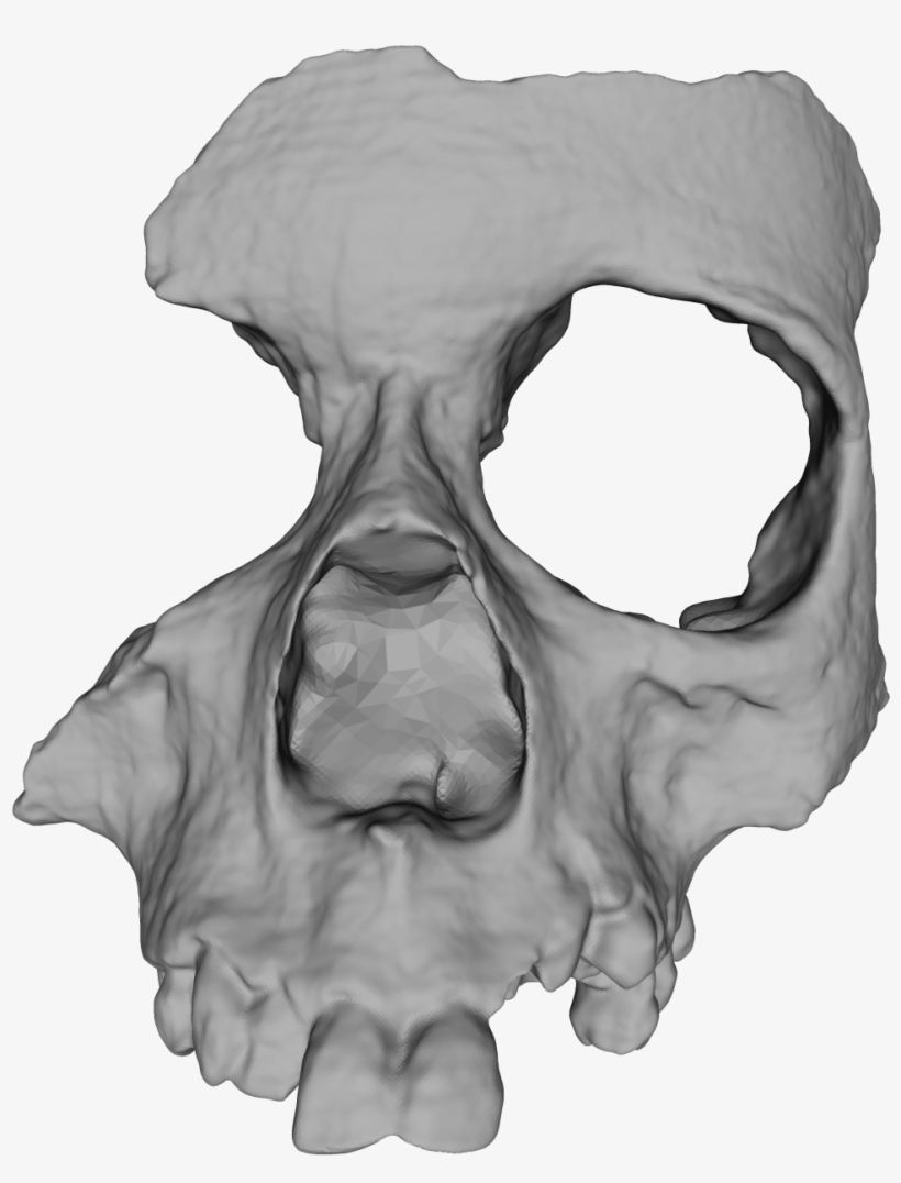 Source - - Bone, transparent png #1146203