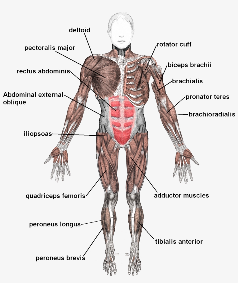 And Bone At A Joint Or Sustains A Muscle, Organ, And - Tendons And Ligaments In The Body, transparent png #1146307