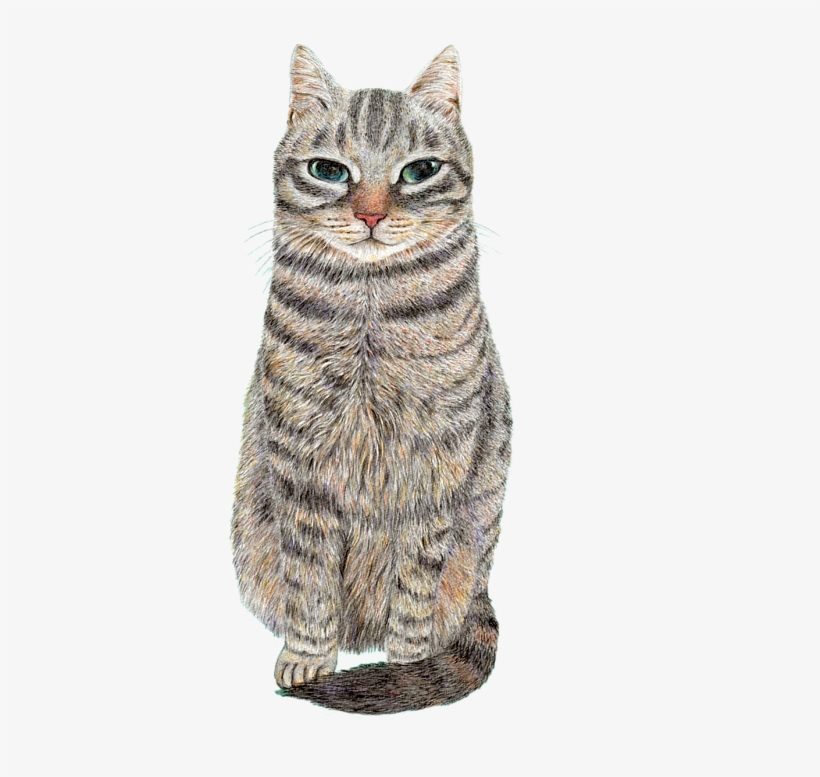 Bleed Area May Not Be Visible - Cat, transparent png #1147186