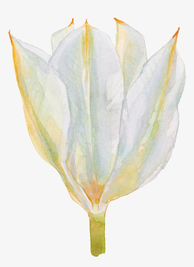 Fragrant Hand Painted Watercolor Flowers Decorative, transparent png #1147188
