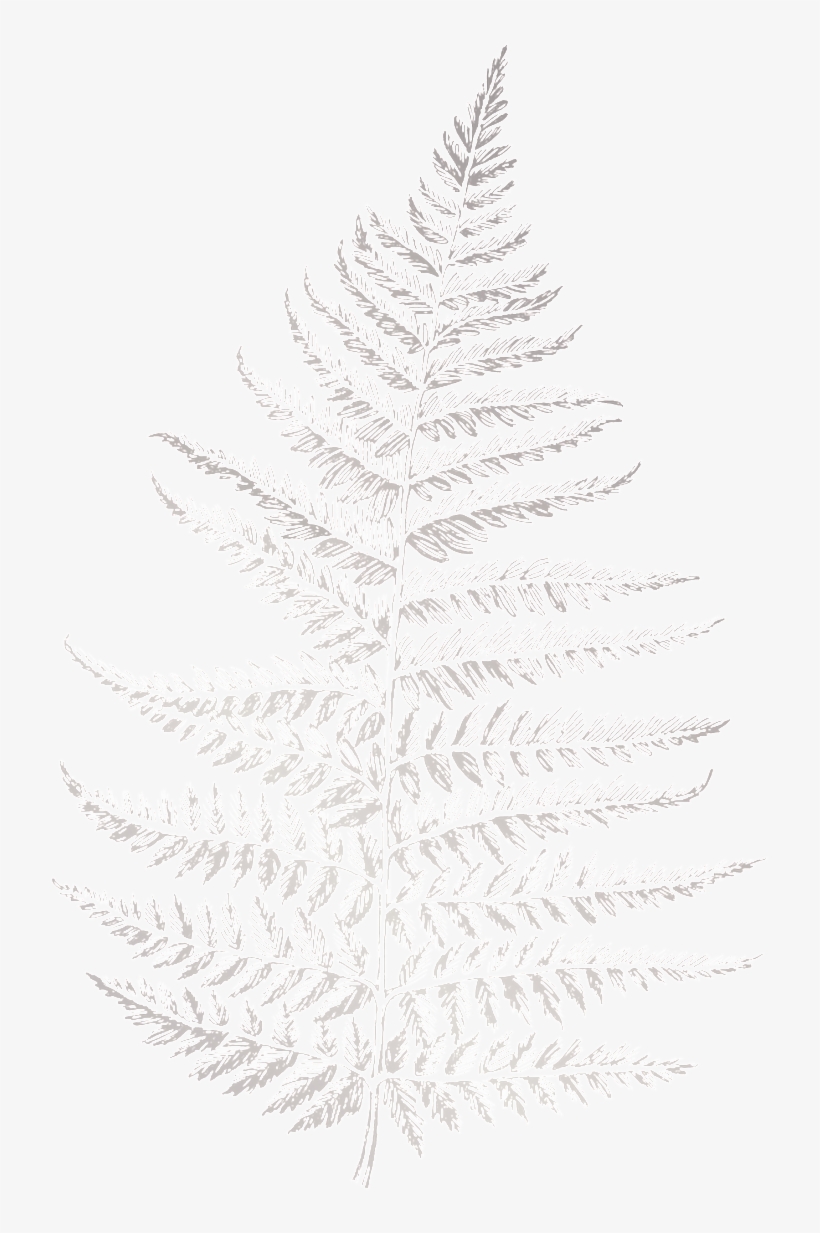 White Pine, transparent png #1147350