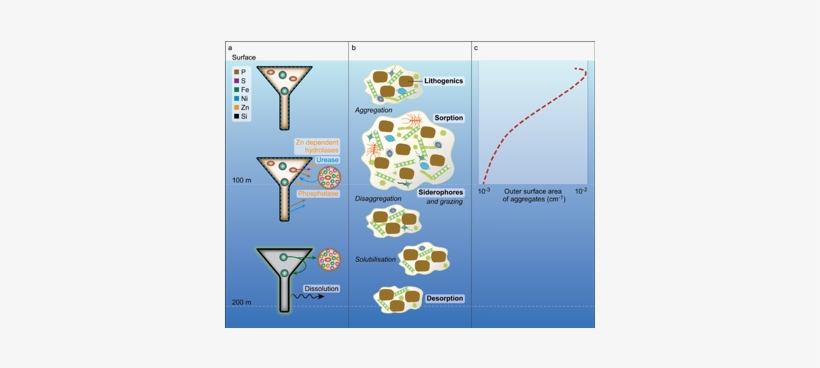 Sinking Particles As Biogeochemical Hubs For Trace - Biogeochemical Cycle Of Trace Metals, transparent png #1147459