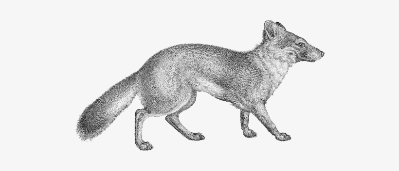 Vulpes Littoralis Transparent Background - Transparent Background, transparent png #1147543