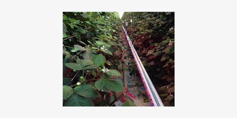 Light-emitting Diode, transparent png #1147564