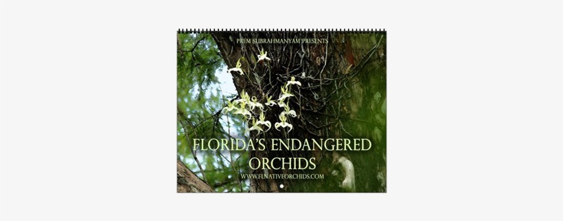 First Up, We Have Our Most Popular Calendar To Date, - Cafepress Florida's Endangered Orchids Wall Calendar, transparent png #1147569