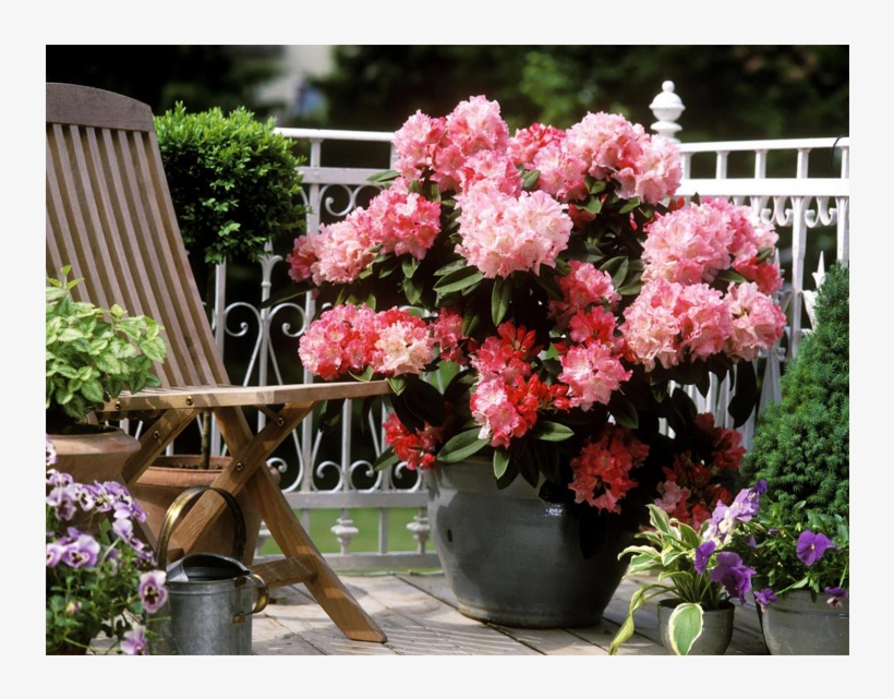 Jungle Geranium - Rhodedendron, transparent png #1147644