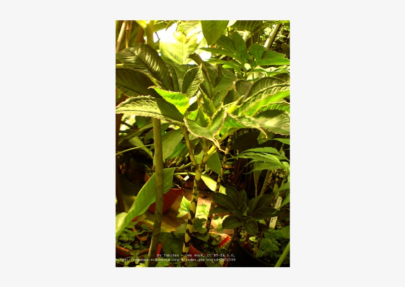 Enlarge - Zaminkand, transparent png #1147667