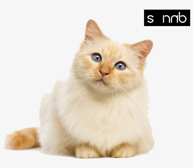 My Favourtie Cats - Cat Sitting Transparent Background, transparent png #1147859