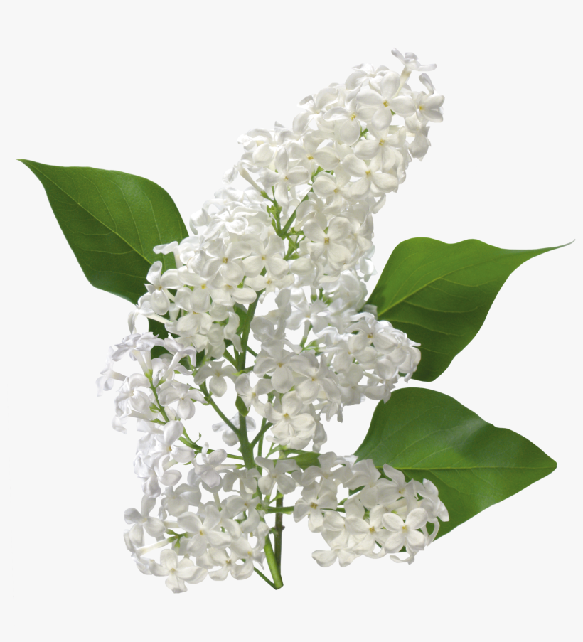 Transparent White Lilac Clipart - Lily Of The Valley Flowers Png, transparent png #1147952
