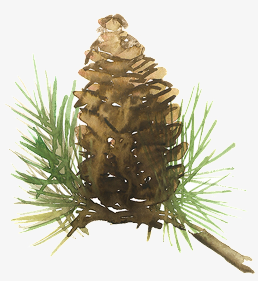 Beautiful Painted Pine Needles Hd Png - Watercolor Pine Cone Png, transparent png #1148199