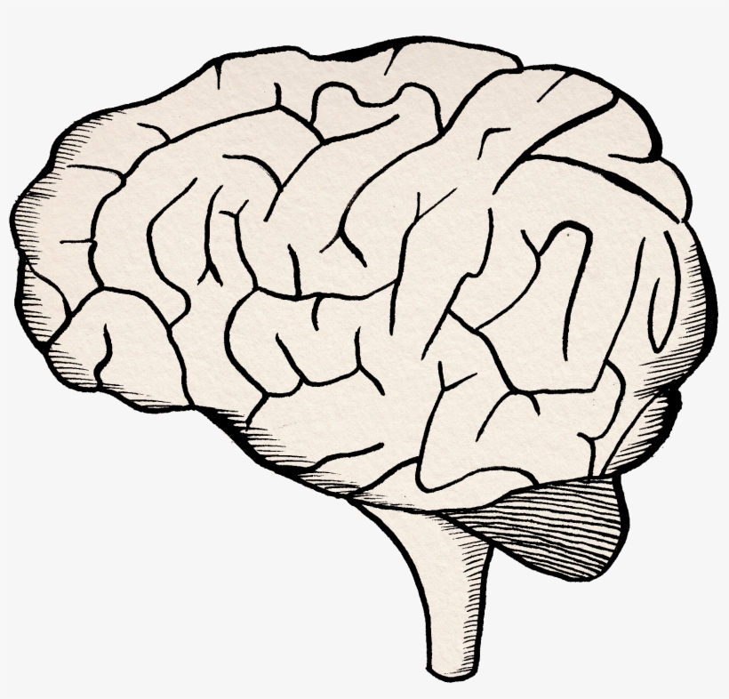 Try To Be Aware Of How The Chemicals In Your Brain - Drawing, transparent png #1149327