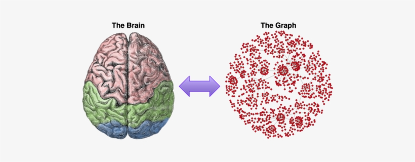 Brain Graph Splash - Mid Brain Activation, transparent png #1149531