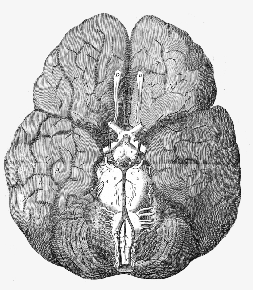 Anatomy Of The Brain - Thomas Willis Brain, transparent png #1149551