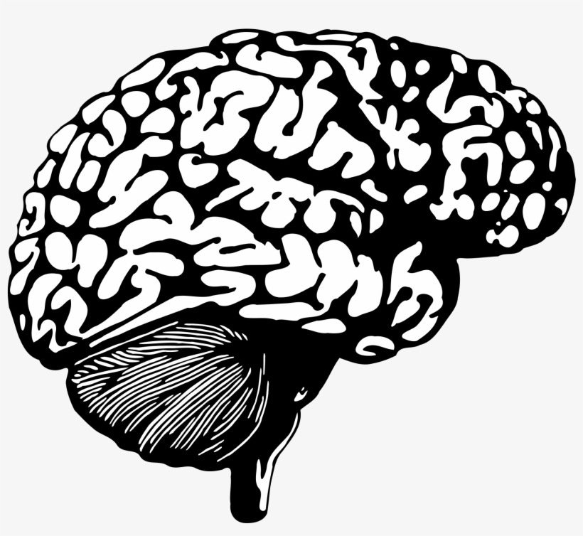 Open - Human Brain Creative Commons, transparent png #1149614