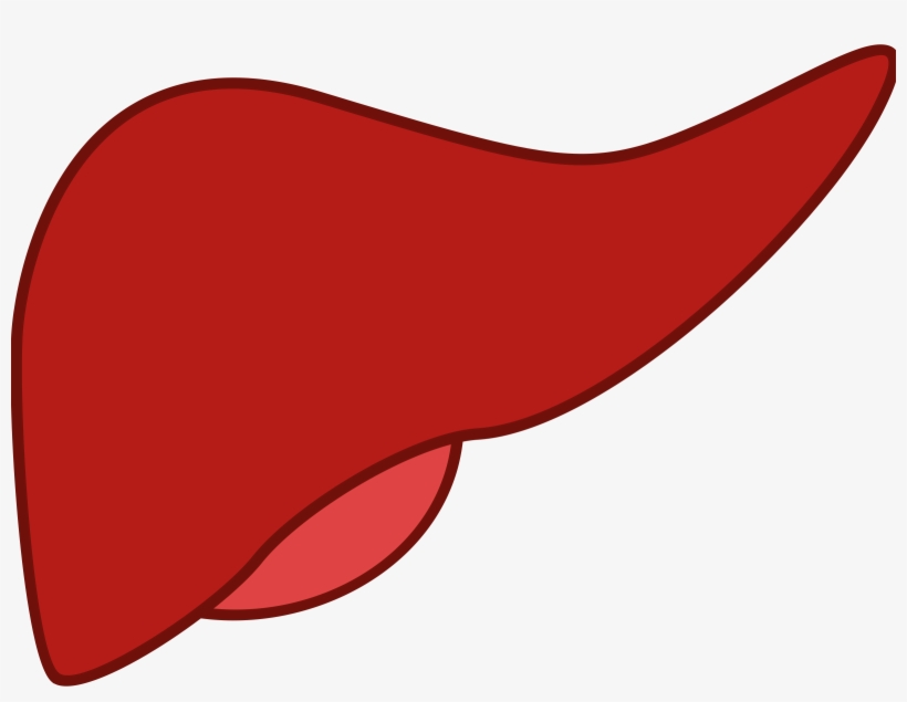 Liver Png, transparent png #1152529