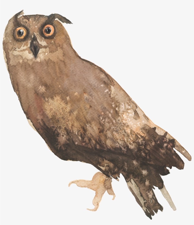 Lively Owl Cartoon Transparent - Clip Art, transparent png #1152551