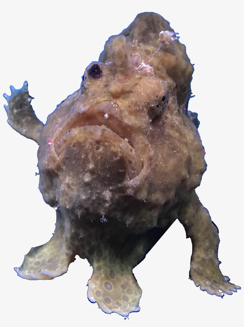 Frog Fish Leaning On Aquarium Wall - Aquarium, transparent png #1152611