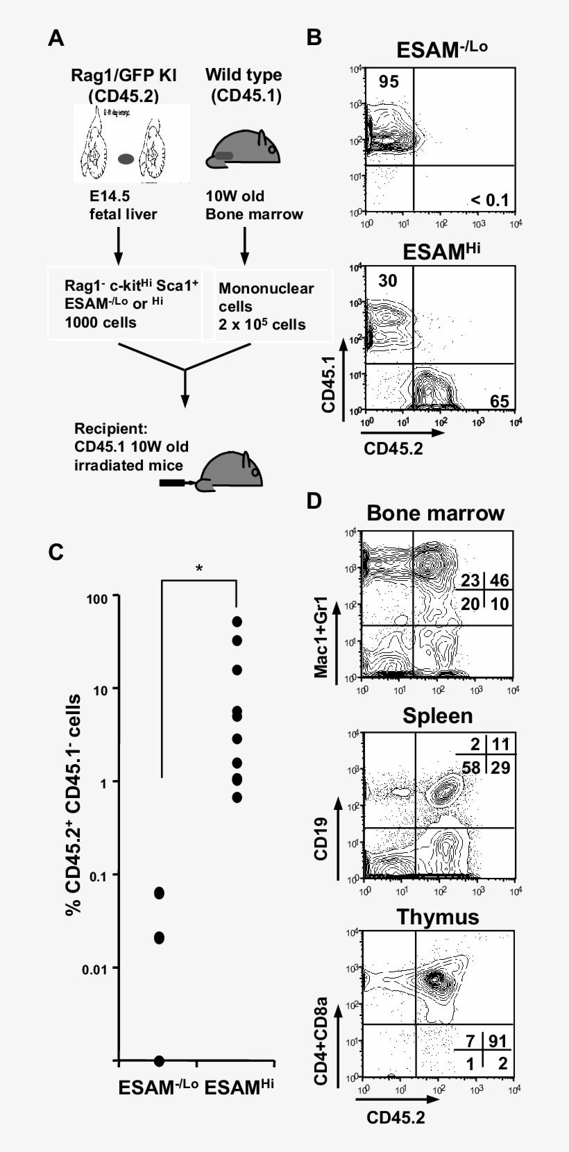 Vector Stock Long Term Hematopoiesis Reconstituting - Drawing, transparent png #1152704