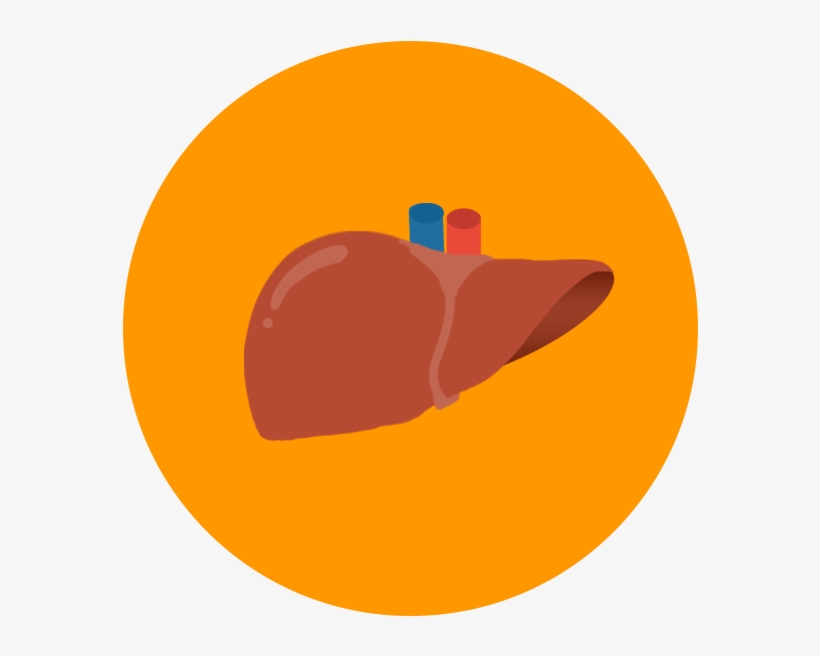 After Reading Through The Liver Donor Information At - Liver Icon Transparent, transparent png #1152746