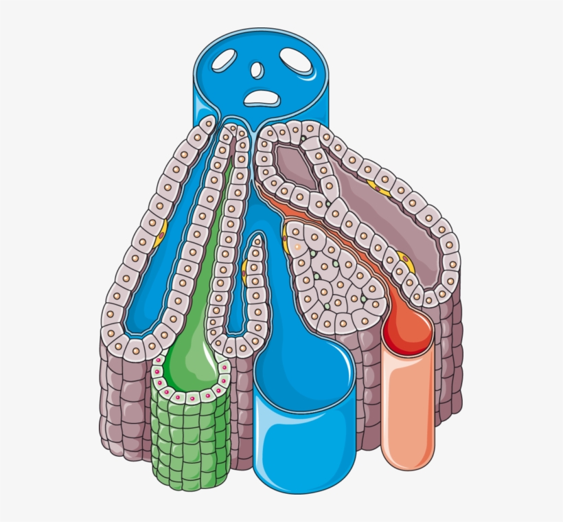 Liver Lobule, transparent png #1152872
