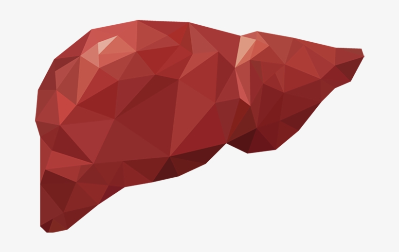 Take Care Of Your Liver Naturally - Liver, transparent png #1153026