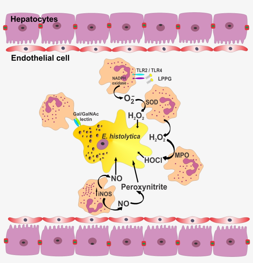 Parasite150072-fig1 Role Of Neutrophils In Rodent Amebic - Neutrophil And Abcess, transparent png #1153293