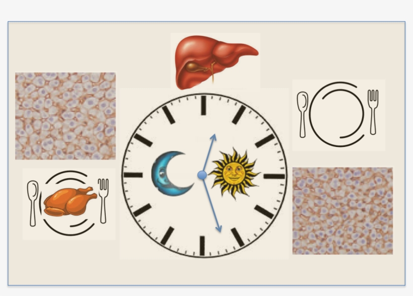 A Diagram Showing The Different Expression Of Proteins - Healing Liver And Gallbladder Disease Naturally [book], transparent png #1153312