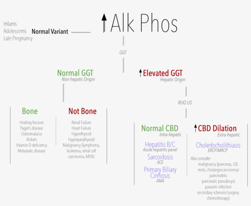 Alk Phos - Document, transparent png #1153607