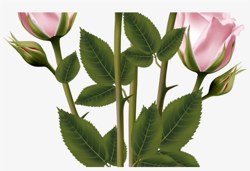 Download Transparent Background White Flower Bouquet Png Images