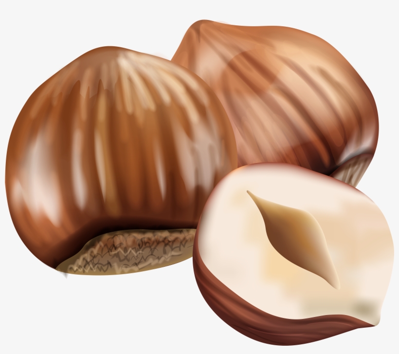 Hazelnut Transparent Hazelnut Png, transparent png #1153781