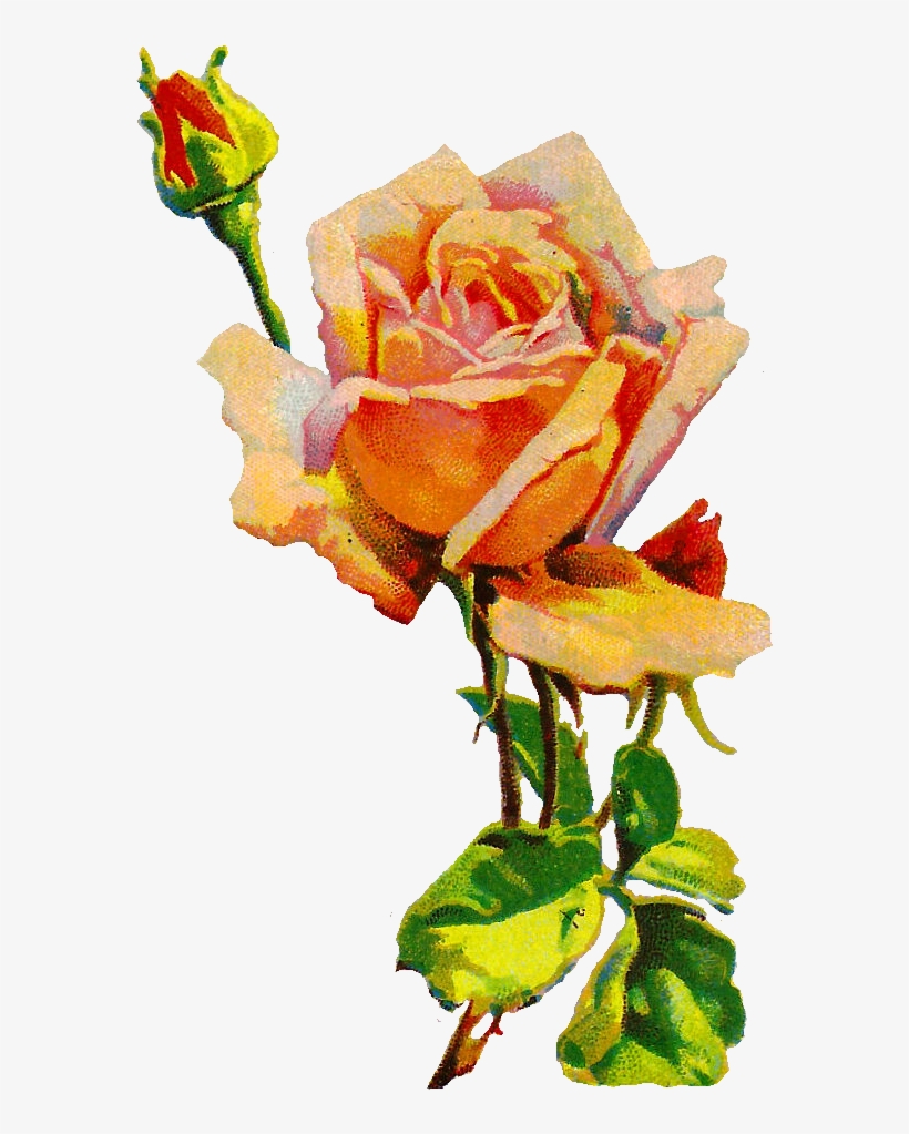 Digital Rose Download - Botanical Illustration, transparent png #1153849